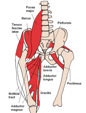 Hüftmuskulatur - Psoas - Laufen SCHORK Sports, Freinsheim 