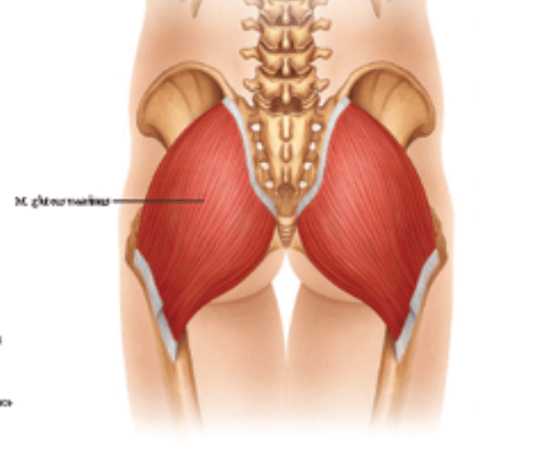Bildschirmfoto 2022-03-12 um 09.50.40 Musculus gluteus maximus - Gesaessmuskulatur Läufer - SCHORK Sports