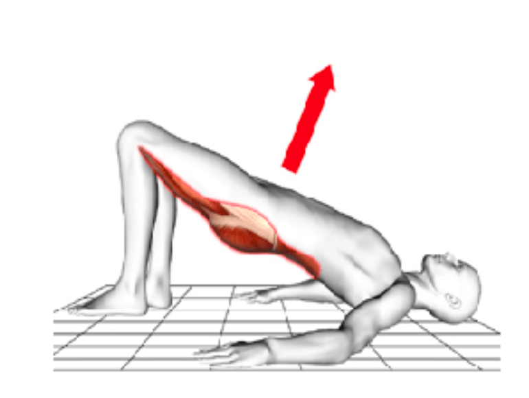 Gluteus-Übung - SCHORK Sports