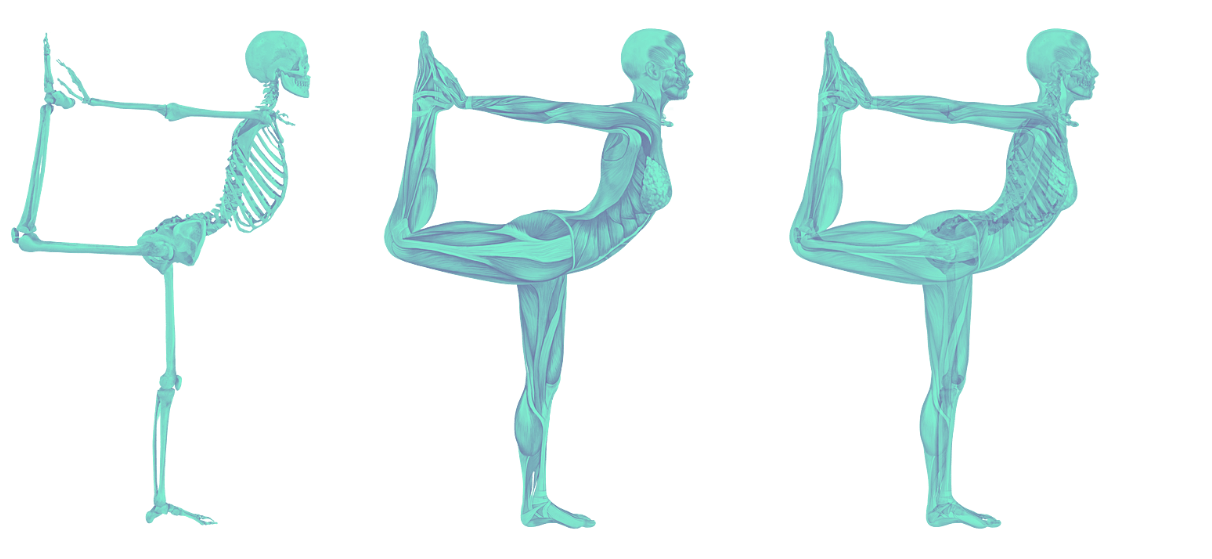 Dehnen | SCHORK Sports