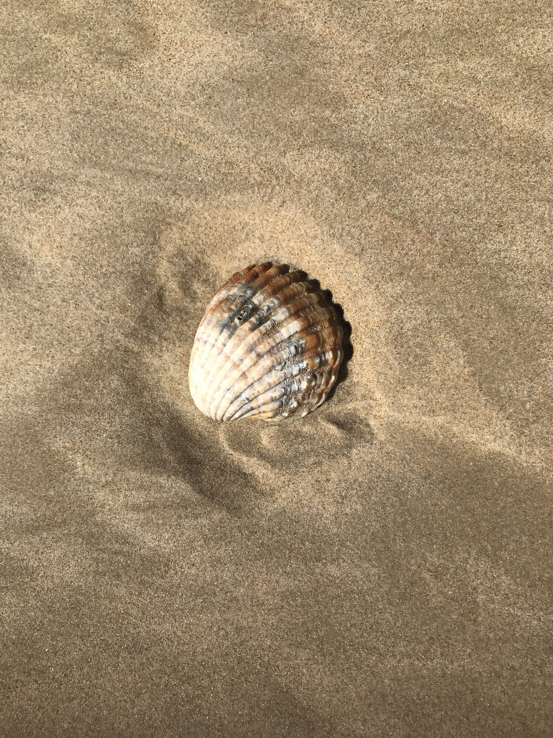 Muschel am Strand von Conil | SCHORK Sports
